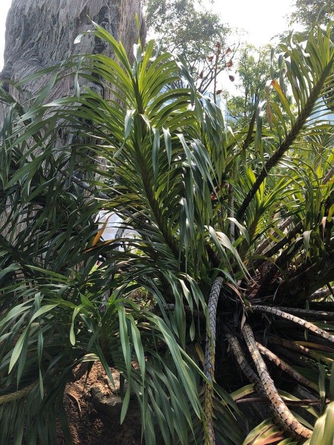 Orchidea Tigre 11
