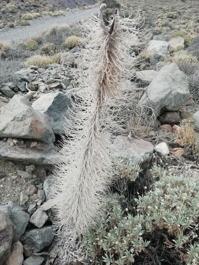 Echium di Wildpret