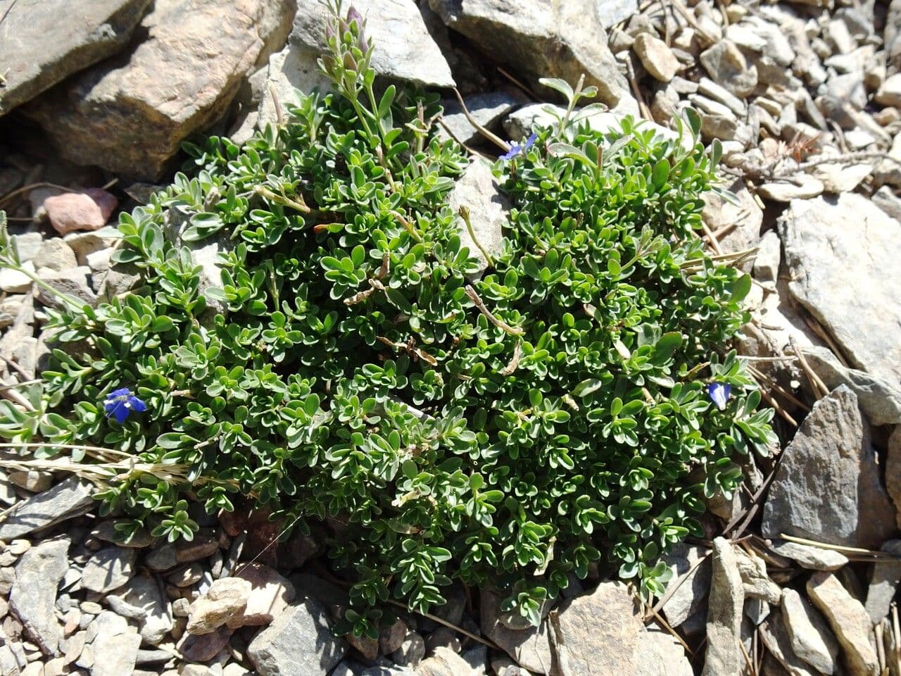Rock speedwell 15