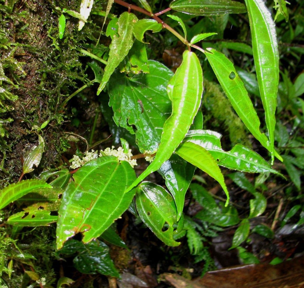 Pilea 4