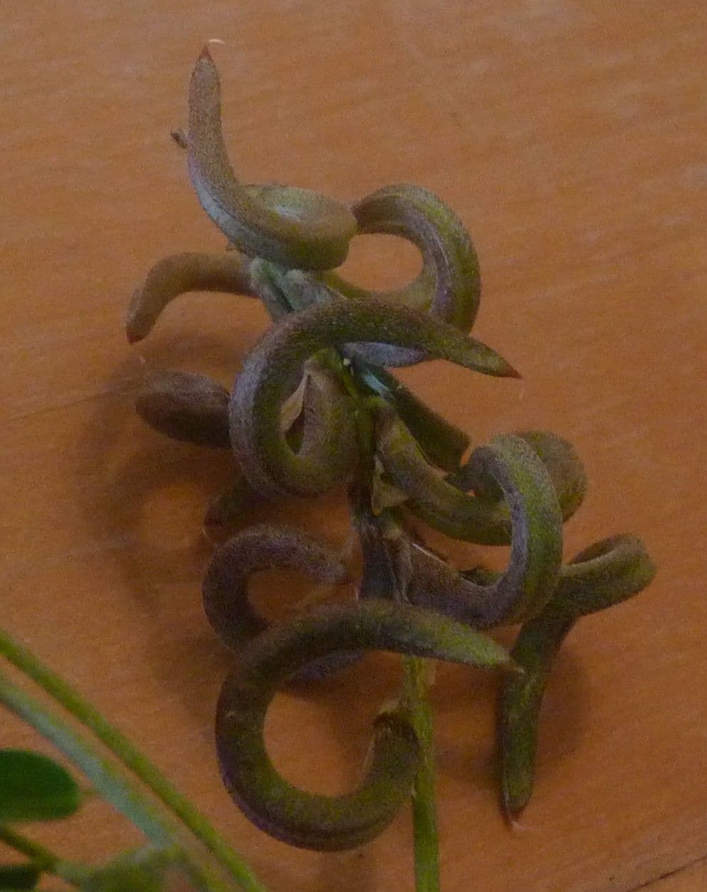 Astragalo 5