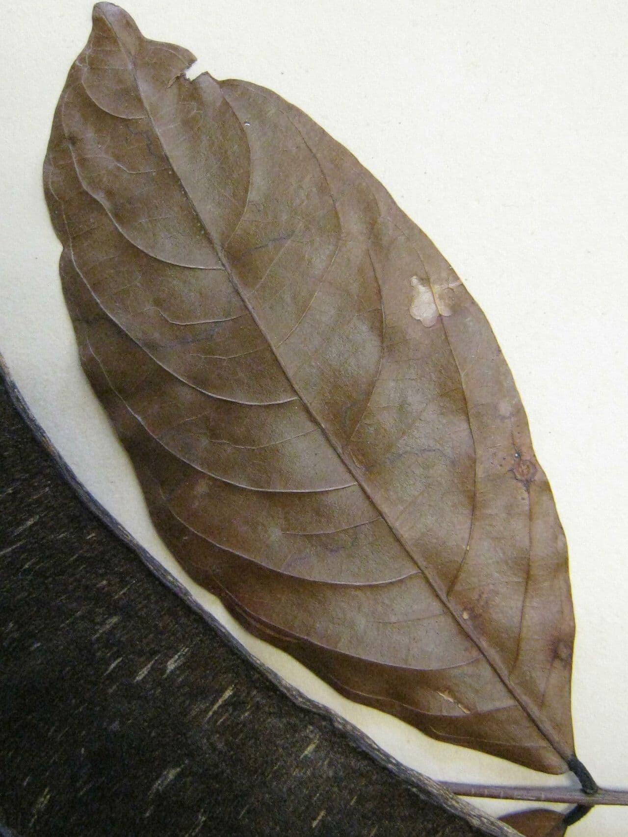 Inga 13