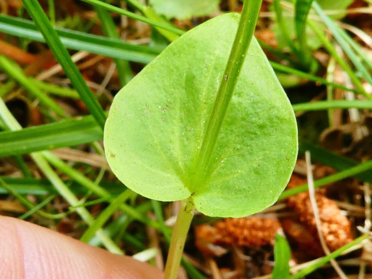 Parnassia 17