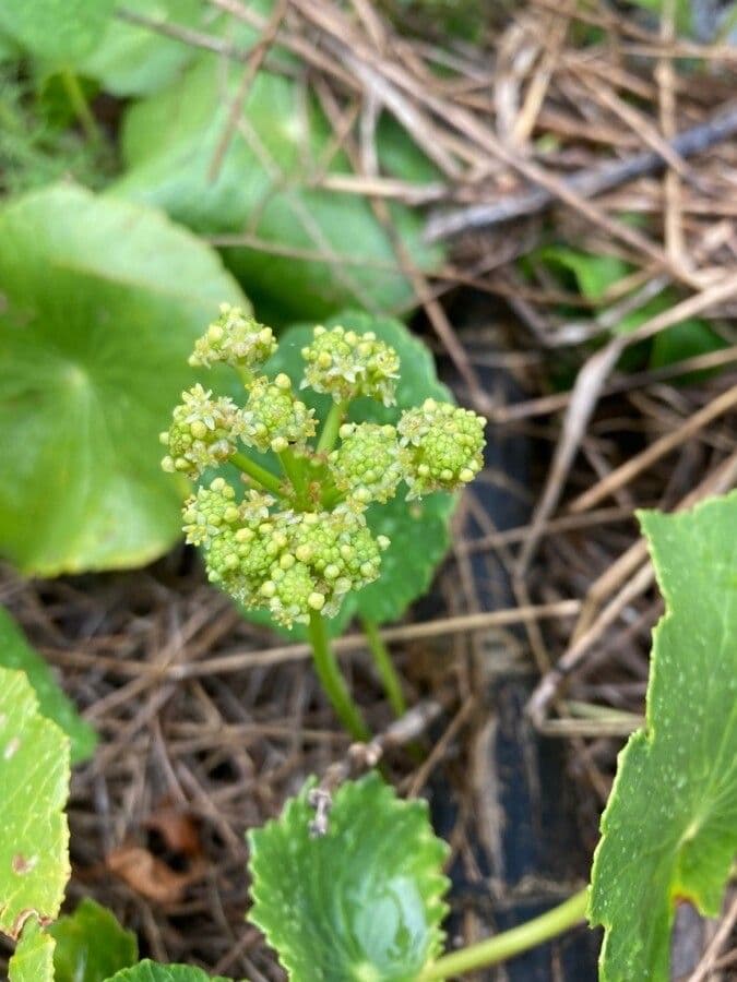 Hydrocotyle bonariensis