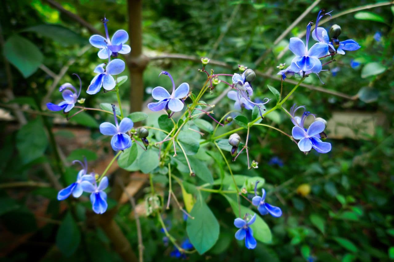 Lantana 22