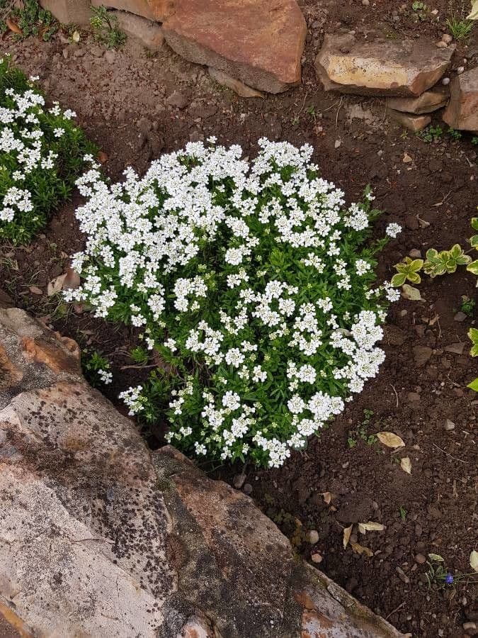 Iberis ciliata 10