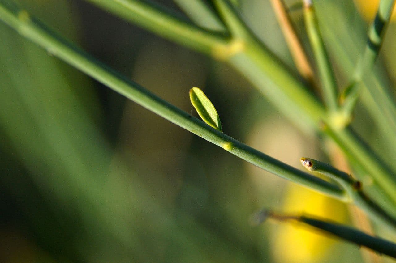 Ginestra odorosa 26