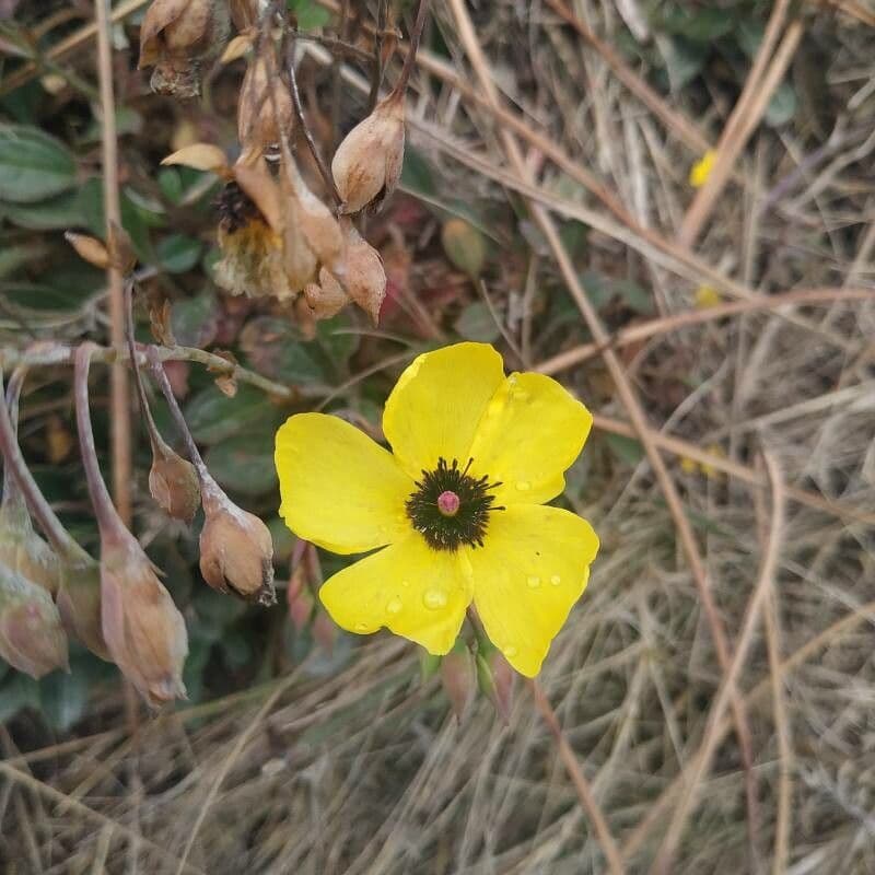 Tuberaria 5