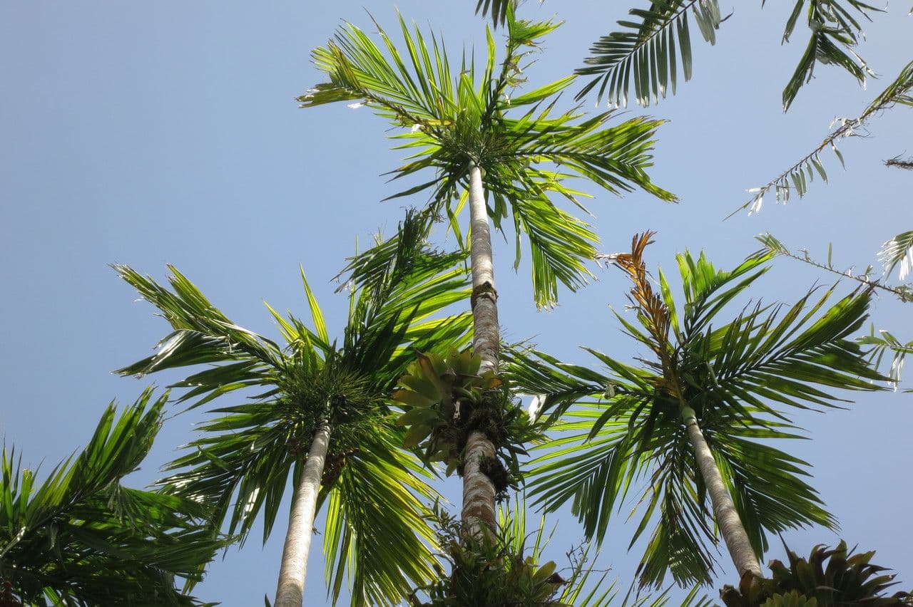 Areca 27