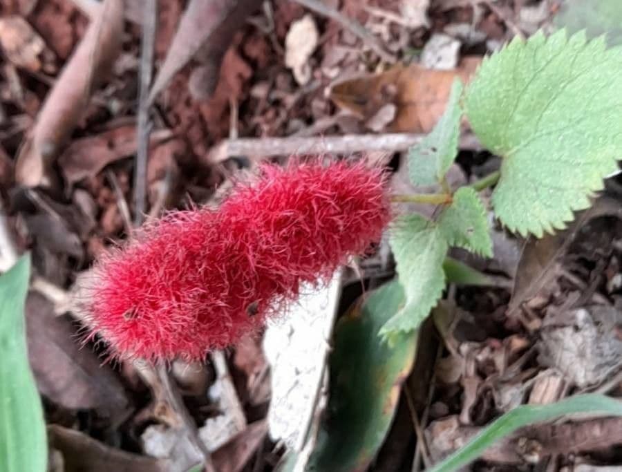 Acalypha 2