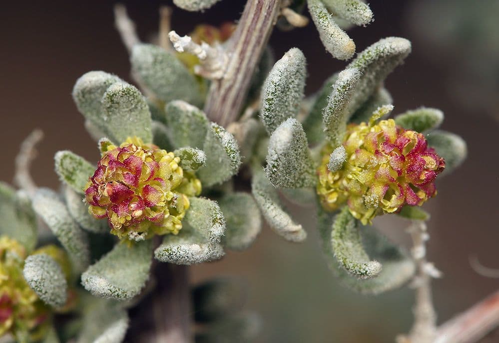 Grayia spinosa 9