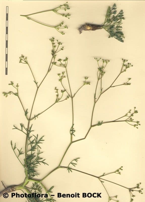 Trinia 26