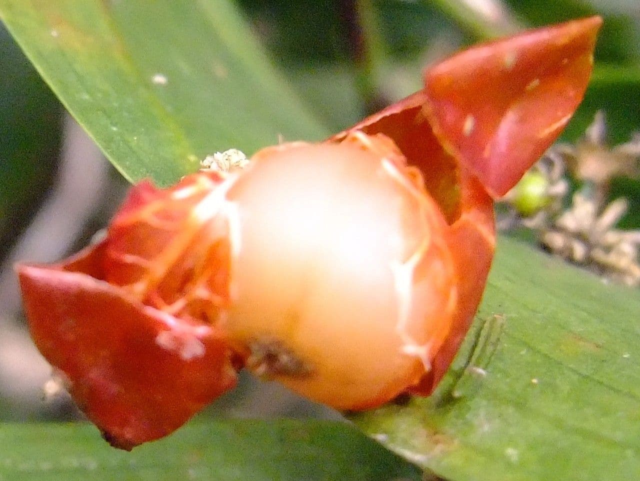 Semele 5