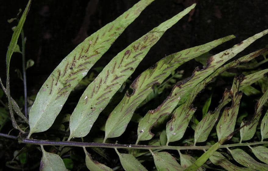 Spleénium à feuilles de noyer 7