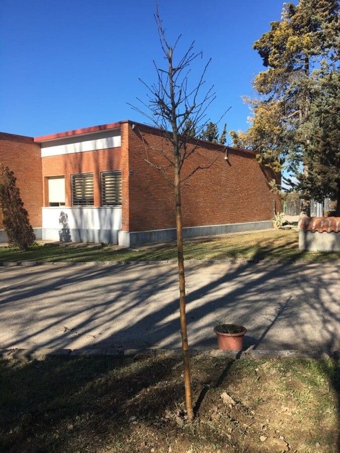 Hloh vlnatý 22