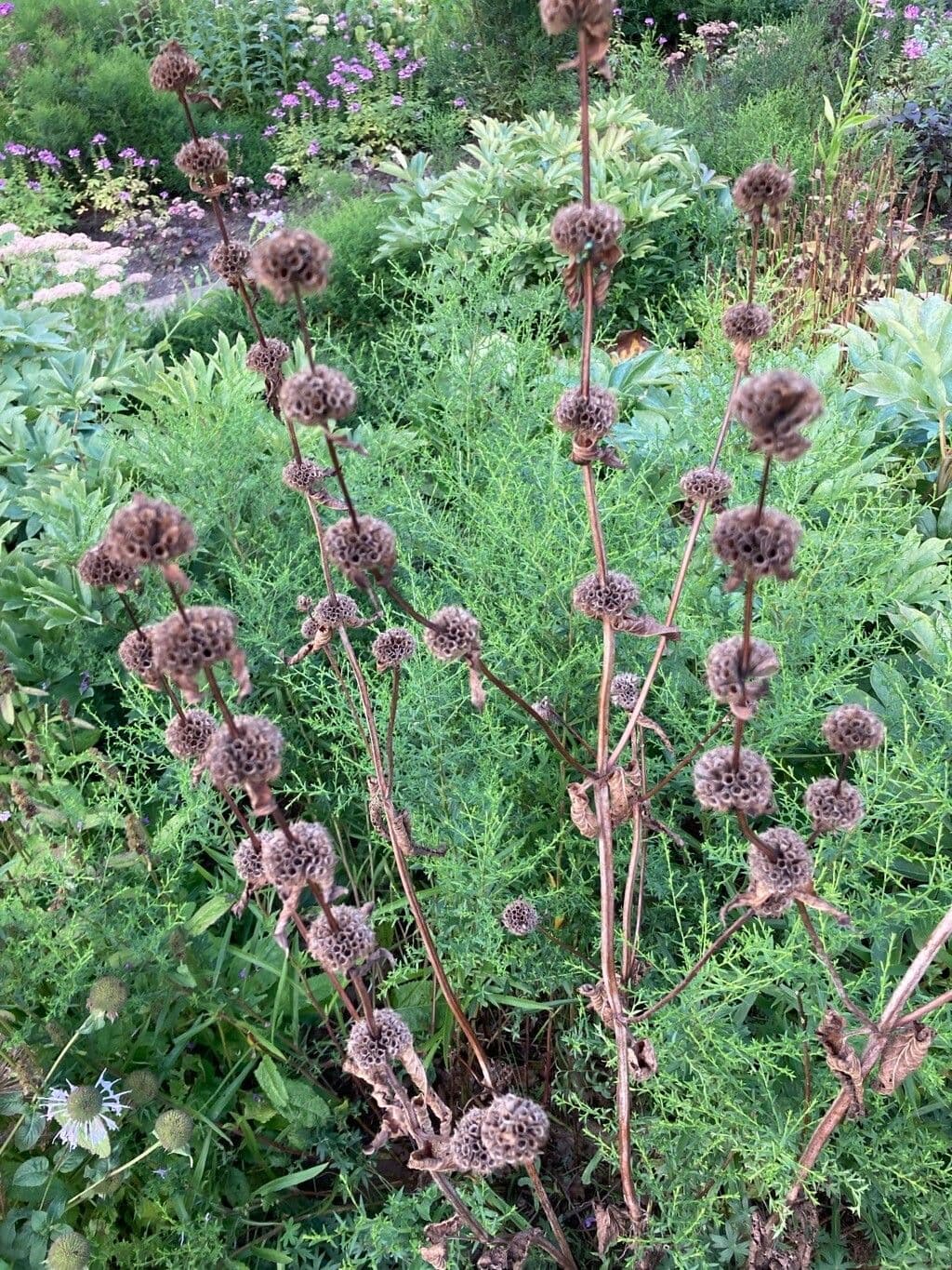 Phlomoides tuberosa 5