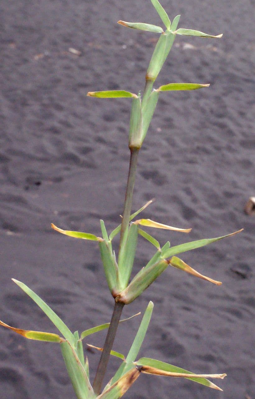 Stenotaphrum 11