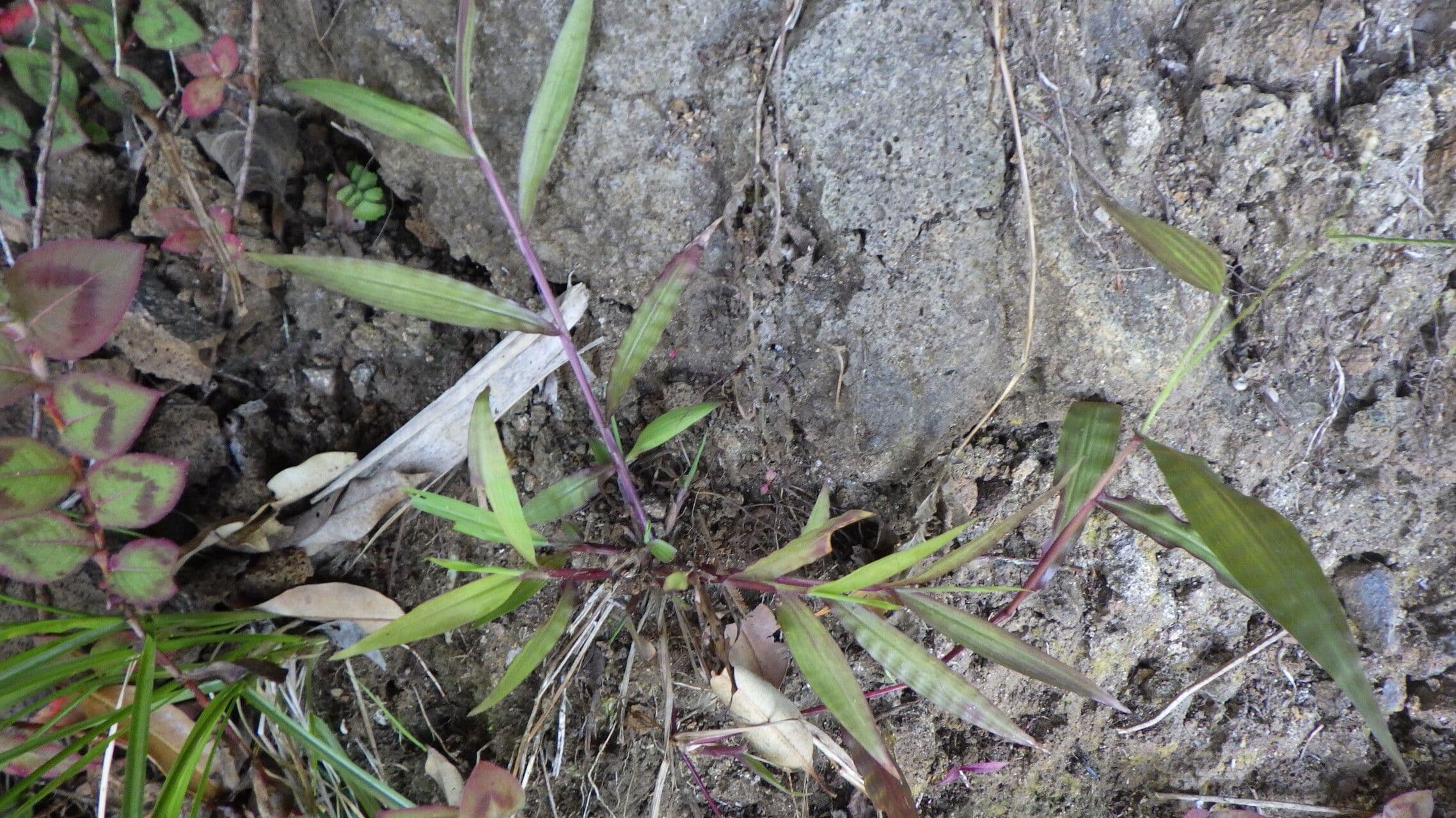 Paspalum 3