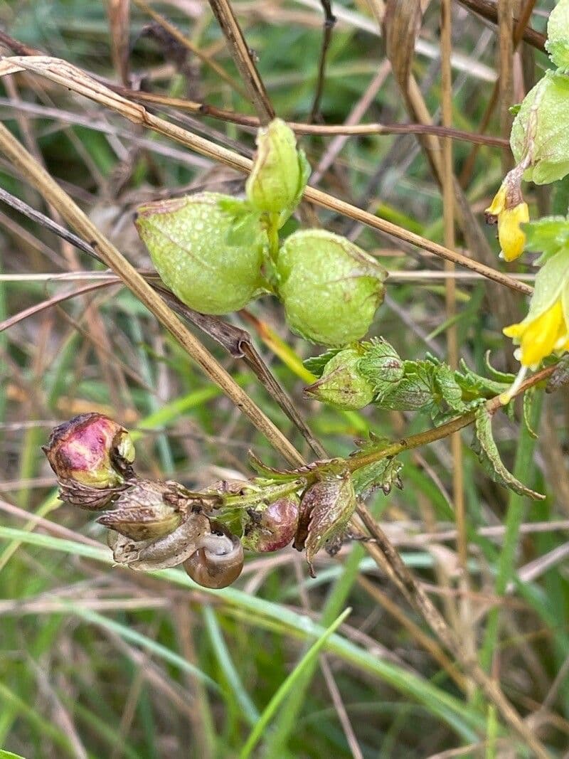 Petit rhinanthe