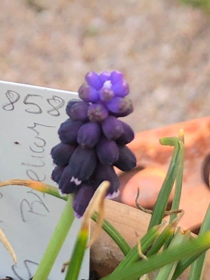 Veverkovník 13