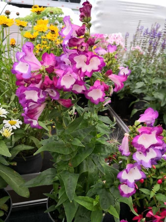 Penstemon di Hartweg 7