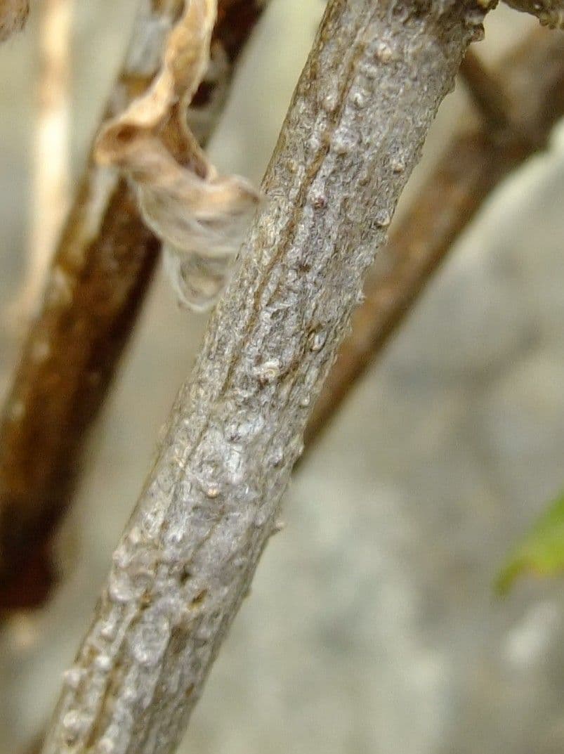 Achyranthes aspera 24