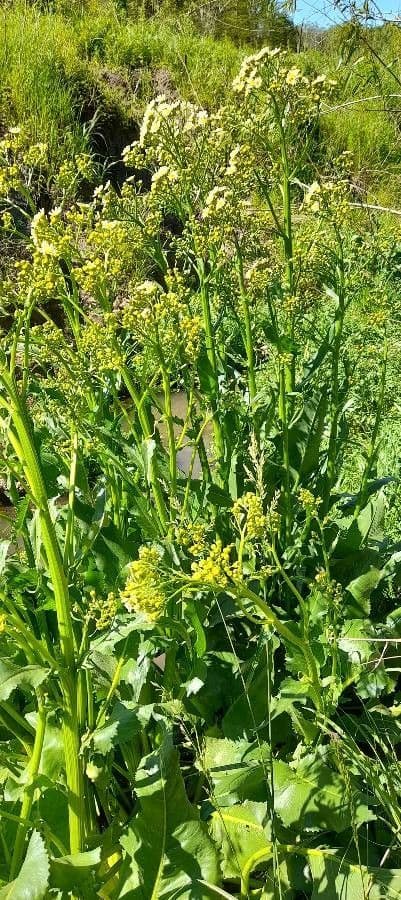 Senecio 9
