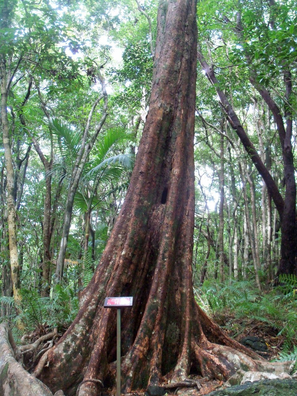 Syzygium 25
