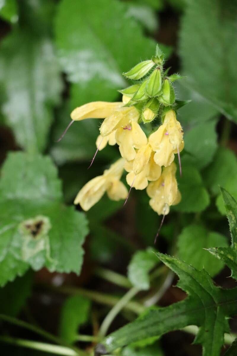 Salvia 2