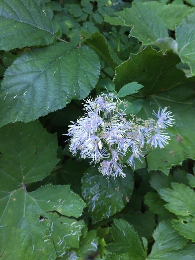 Akeleiblättrige Wiesenraute 22