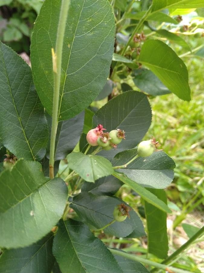 Amelanchier