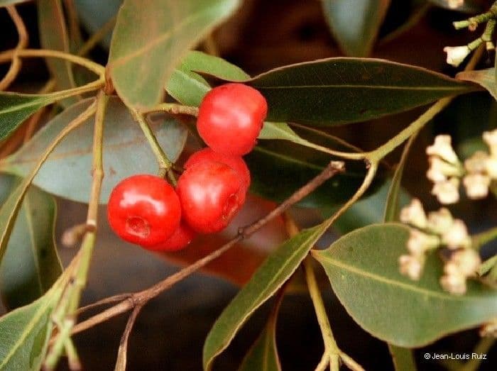 Syzygium 2