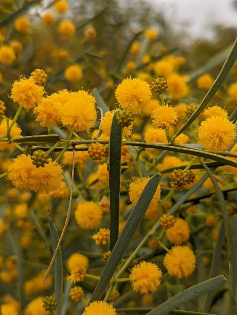 Acacia ligulata 12