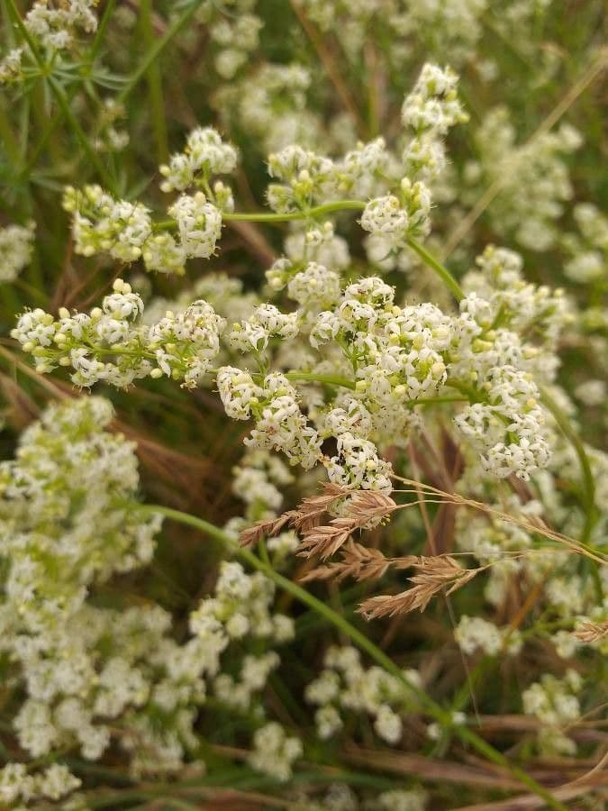 Caglio tirolese 8