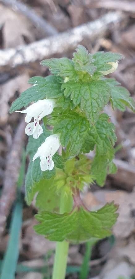 Lamium 12