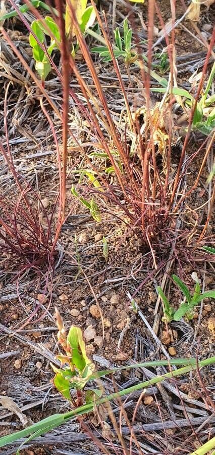 Microchloa 14