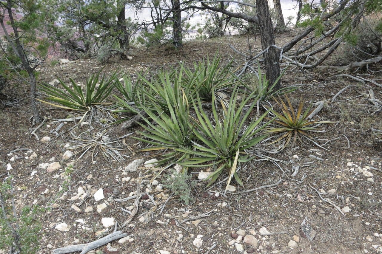 Yucca bacata 24