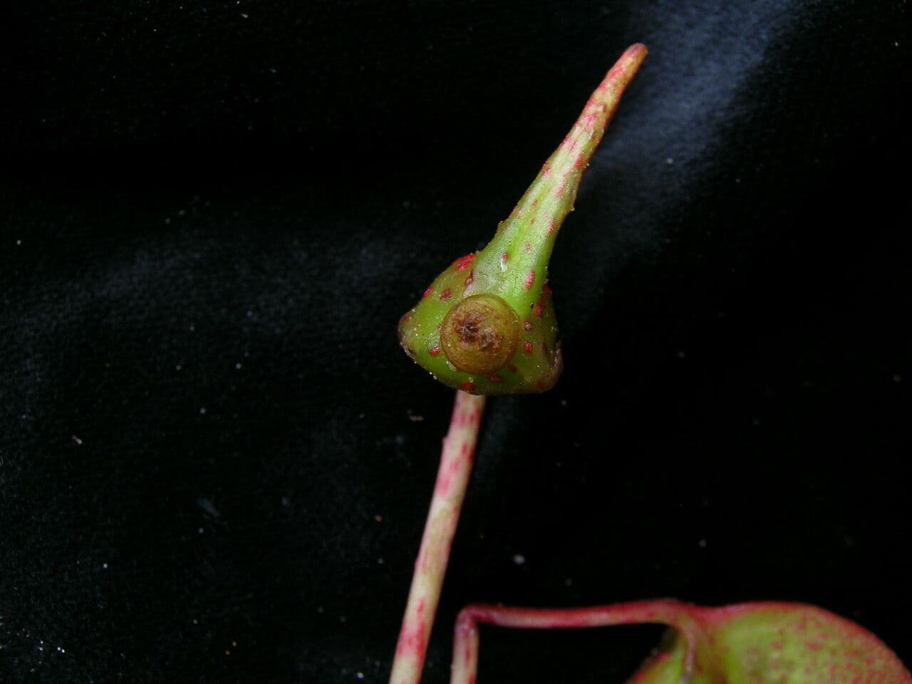 Begonia