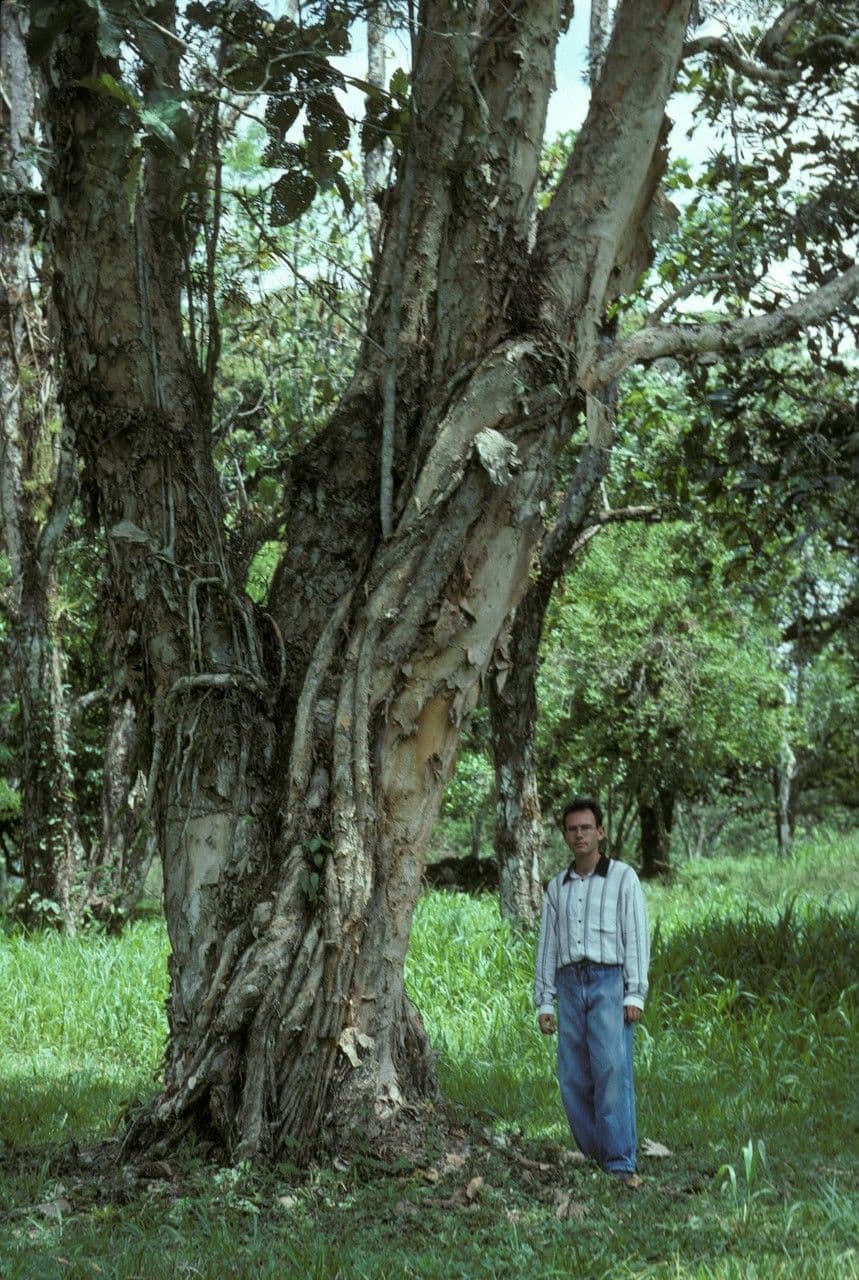 Melaleuca bianca 4