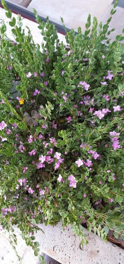 Boronia all'anice 5
