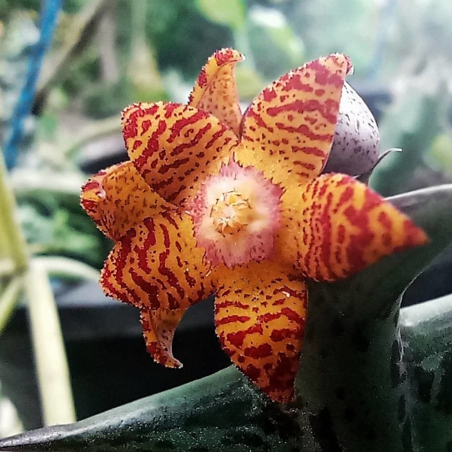 Orbea 2