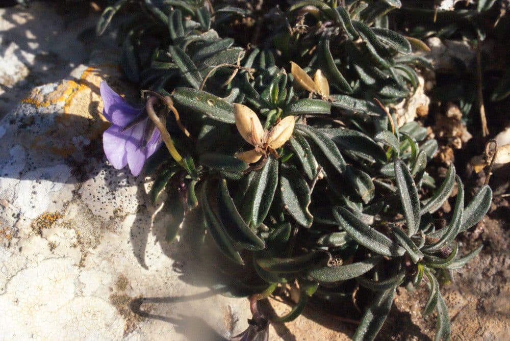Violette arborescente
