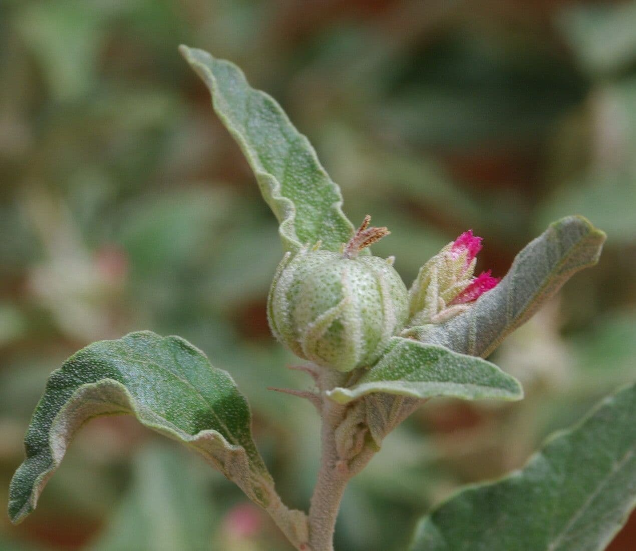 Chrozophora 9