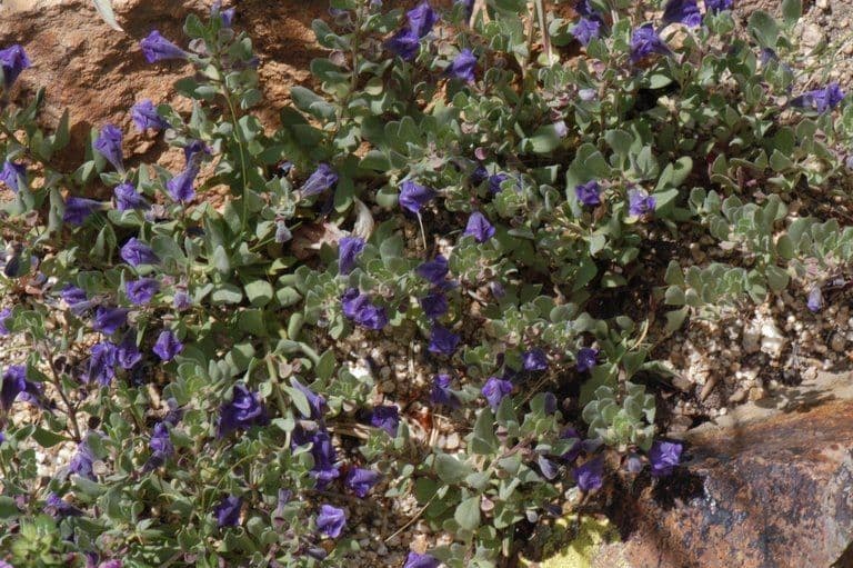 Scutellaria 2