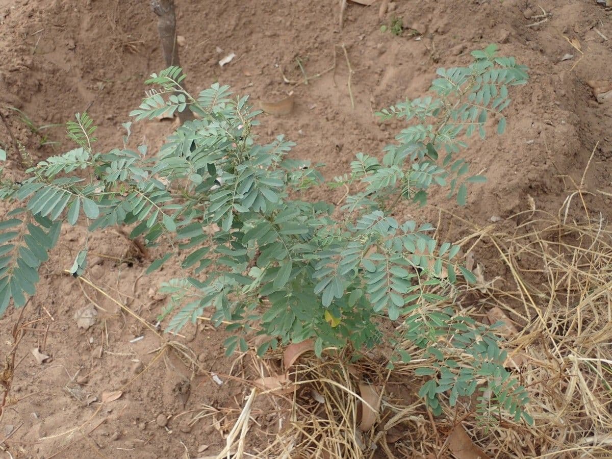 Indigofera 13