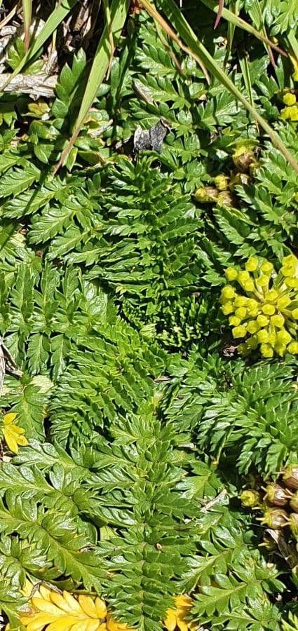 Haplosciadium abyssinicum 7