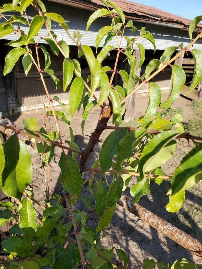 Zanthoxylum clava-herculis 14