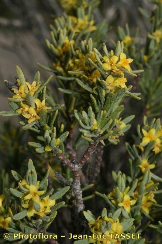 Daphne tinctoria 21