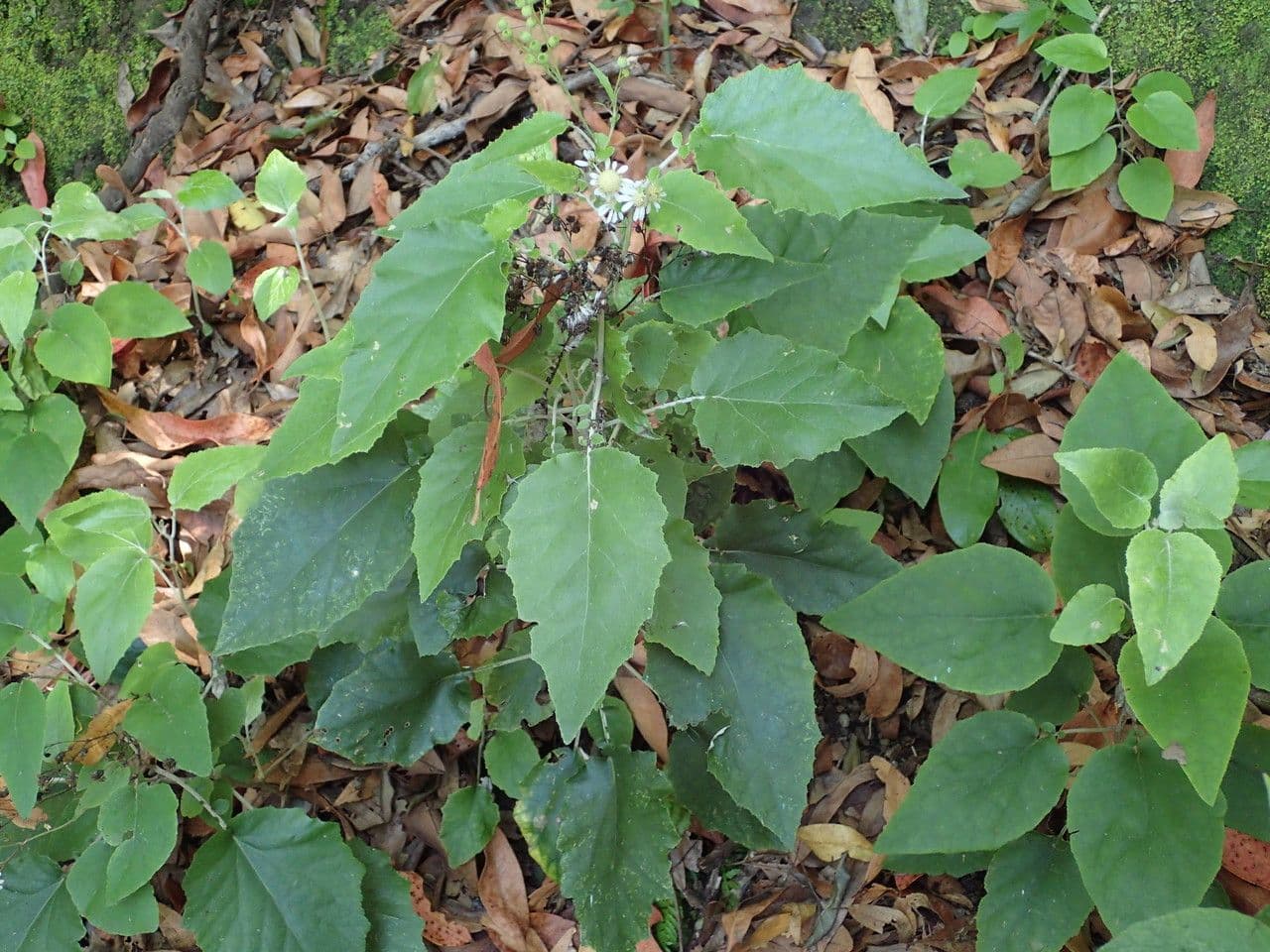 Pericallis 11