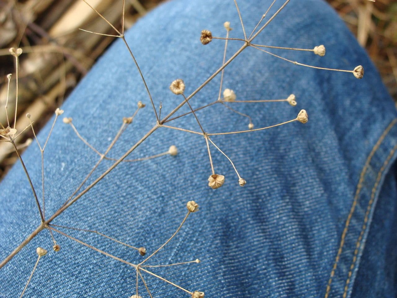 Alisma subcordatum